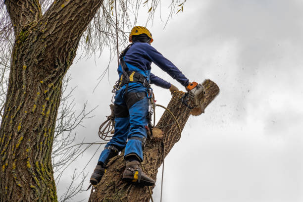  Aiea, HI Tree Care Services Pros